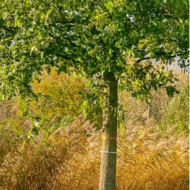 SIP tegen Eiken Spint Kever is verkrijgbaar bij DeDuurzameTuin.nl