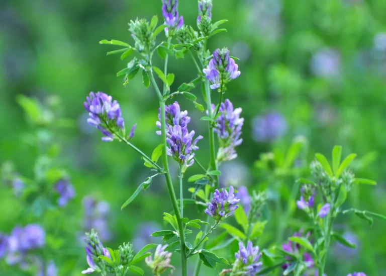 Medicago Sativa żaden verkrijgbaar bij DeDuurzameTuin.nl