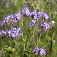 Phacelia Bio Bijenvoer Bio-Ron verkrijgbaar bij DeDuurzameTuin.nl