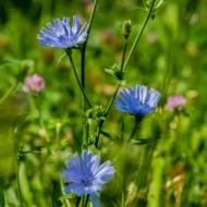 Cichorei in bloei verkrijgbaar bij DeDuurzameTuin.nl